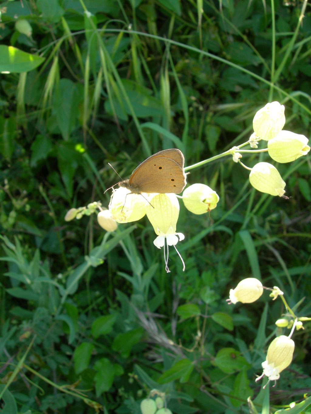 Satiride da id: Maniola jurtina - Nymphalidae